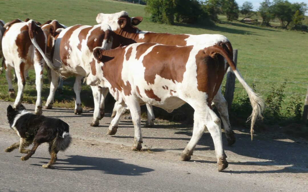 Présentations des chiens de troupeaux, Mr Pichon Philippe